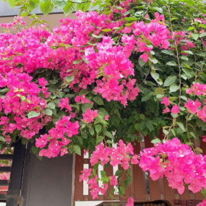 Cây Hoa Giấy