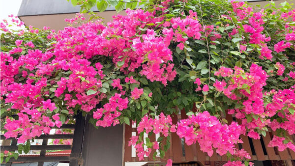 Cây Hoa Giấy