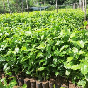 Cây Giổi ăn hạt
