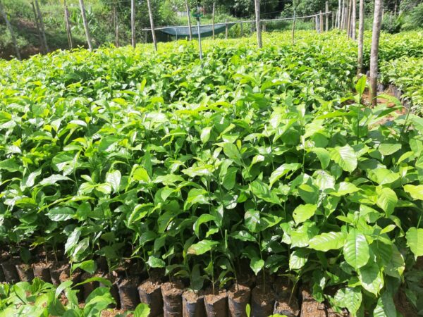 Cây Giổi ăn hạt