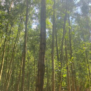 Rừng trồng của Công ty